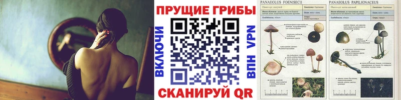 Псилоцибиновые грибы Magic Shrooms  Южно-Сухокумск 